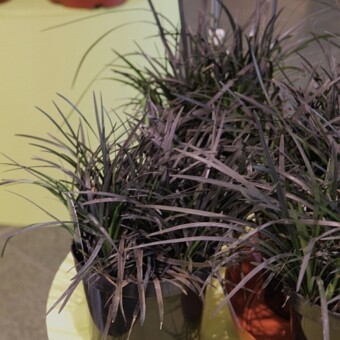 Ophiopogon planiscapus ‘Black Beard’